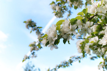 early spring flowering apple tree with bright white flowers