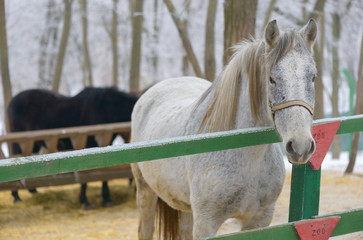Portrait of white horse at zoo