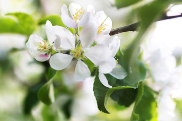 early spring flowering apple tree with bright white flowers