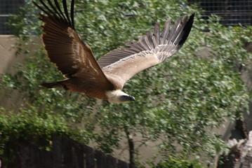 Vulture