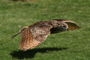 Owl