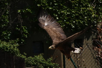 Pigargo