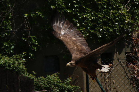 Pigargo