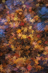 Color fall