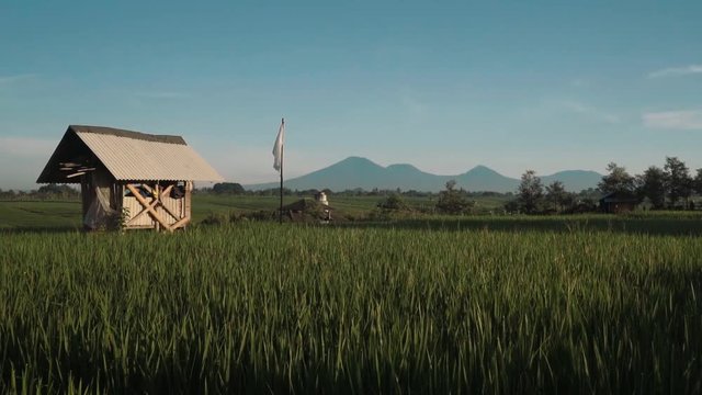 Green rice fields with trees, small shed and Mountain Batur volcano silhouette in background. Shot with Sony a7s on slider on sunny morning with blue sky in Canggu, Bali, Indonesia
