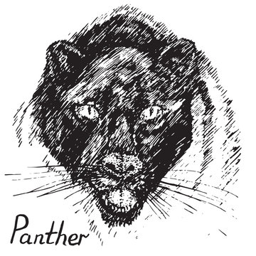 Black Panther face front, hand drawn doodle, sketch in pop art style, vector illustration