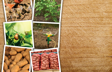 Fototapeta na wymiar Homegrown potato photo collage with copy space