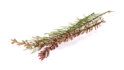 conifer branch with blossomed flowers isolated on white background, texture