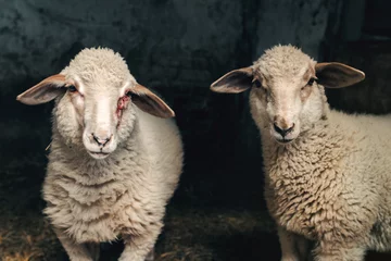 Papier Peint photo autocollant Moutons Agneau de mouton dans la grange de la ferme
