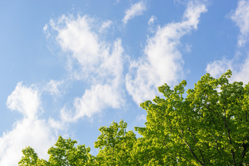 新緑の木々と青空と雲