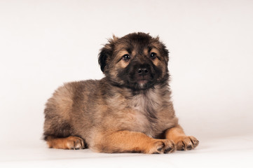 Cute little puppy portrait