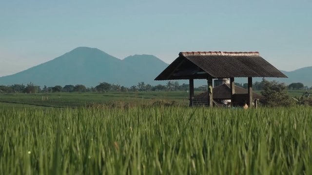 Green rice fields terraces with trees, small shed and Mountain Batur volcano silhouette in background. Shot with Sony a7s on slider on sunny morning with blue sky in Canggu, Bali, Indonesia