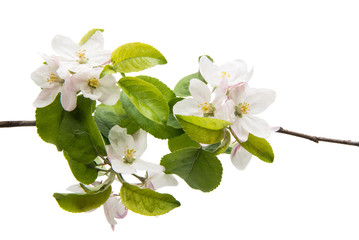 Obraz na płótnie Canvas Flowers of an apple tree