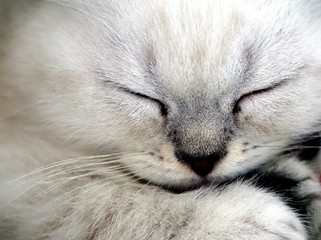 Fototapeta premium Katzenbaby