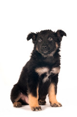 Cute little puppy portrait