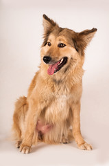 Portrait of mixed breed dog