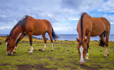 Obraz premium Horses on easter island cliffs