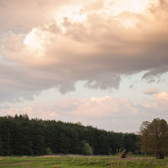 Fototapeta premium forest and clouds on a warm summer evening,