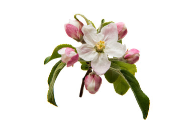 Flowers of an apple tree