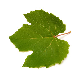 Naklejka premium Grape leaf isolated on the white background