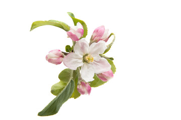 Naklejka na ściany i meble Flowers of an apple tree