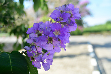 Purple orchid flower with green in background