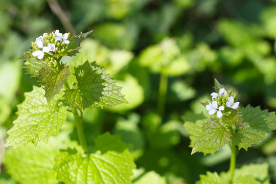 Knoblauchsrauke (Alliaria petiolata) Blüte im Frühling, Wildkraut in der Natur, gesunde Ernährung mit der kraft der Natur, Wildkräuter sammeln, detox