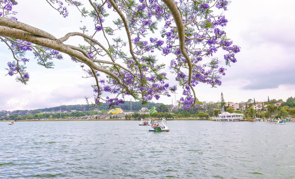 Dalat, Vietnam - March 27th, 2017: Visitors enjoy Jacaranda flowers bloom along Xuan Huong Lake in spring. This place attracts millions of visitors to the annual holiday home of many tropical flowers