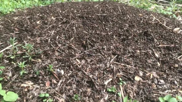 Video close-up wild ants swarming around their anthills.Anthill in the forest among the dry leaves.Insects working emmet running around near the hole in the ground,macro anthill.Ant in ant hill colony