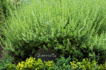Closeup of a labelled savory bush in a French garden