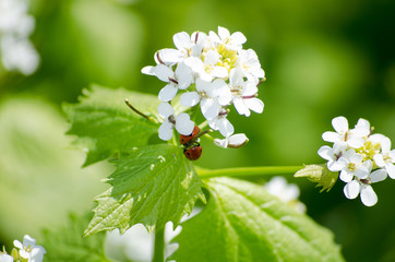 Ladybugs sits on a flower in the meadow, closeup. Bright spring nature.