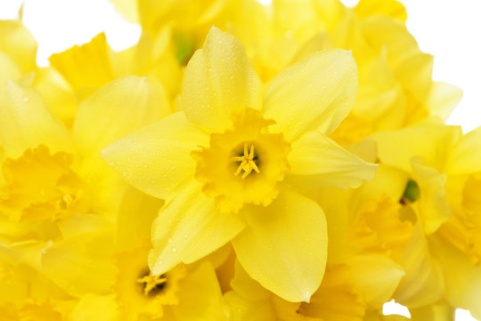 yellow narcissus, spring flower bouquet, womens and mothers day