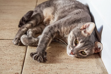 Portrait of domestic cat lying on floor
