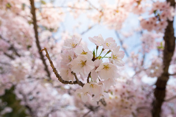 cherry blossom