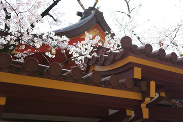 Japanese shrine roof with cherry blossom