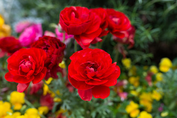 colorful flowers