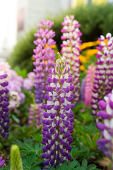 lupine flower