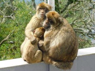 Zwei Berberaffen mit Kind zusammengekuschelt auf einer Brüstung