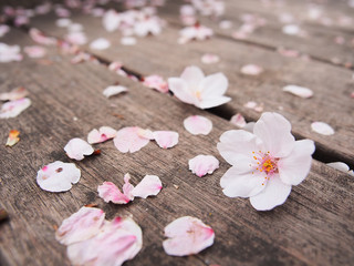 Fototapeta na wymiar Sakura flower or cherry blossom