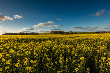 Fototapeta premium Fields of Gold