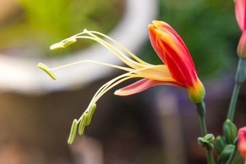 Eucrosia bicolor red flowers