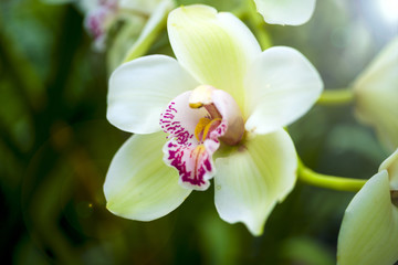 Orchid flower and green leaves background with sunlight in garden.