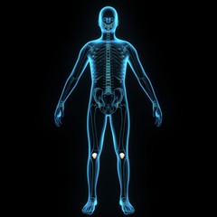 3d illustration human body patella