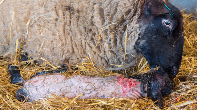 Sheep ewe licks her lamb after giving birth in order to claim it as her own and form the bond a perant has with their offspring.