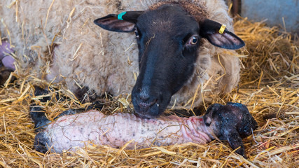 Sheep ewe licks her lamb after giving birth in order to claim it as her own and form the bond a...