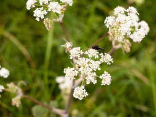 a black fly resting on some cow parsley