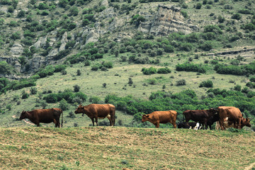 Fototapeta na wymiar Pasture in the mountains.