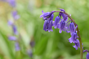 English bluebell Luxulyan Valley Cornwall