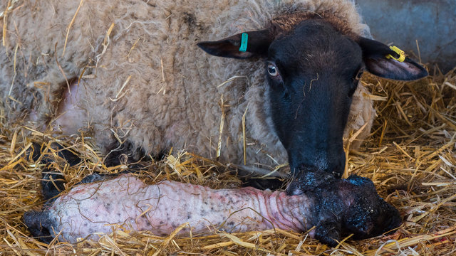 Sheep ewe licks her lamb after giving birth in order to claim it as her own and form the bond a perant has with their offspring.