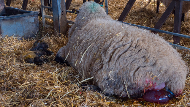 Sheep ewe licks her lamb after giving birth in order to claim it as her own and form the bond a perant has with their offspring.